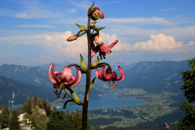 Gipfel-Türkenbundlilie