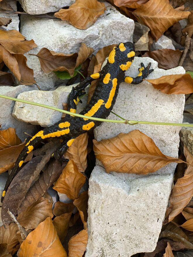 Im Herbstlaub auf der Suche nach warmen Sonnenstrahlem