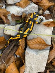 Im Herbstlaub auf der Suche nach warmen Sonnenstrahlem