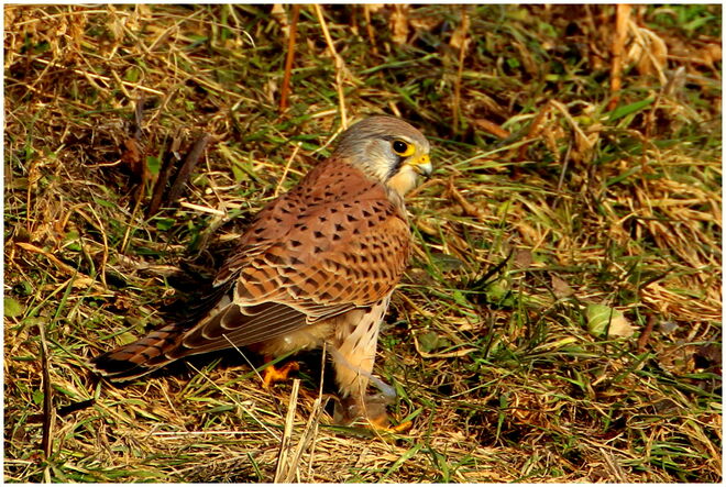 * enttäuschter Falke *