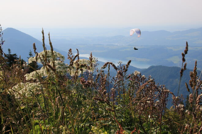 Sommerlicher Fuschlsee-Blick