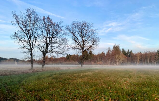 Martini entschwindet im Wenger Moor