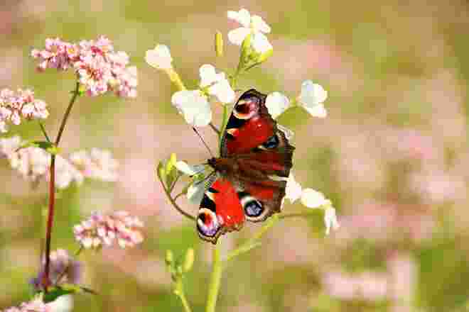 Ein Weg führte durch die Felder...... Schmetterlinge erfreuten sich an den Blüten