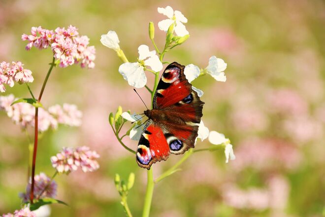 Ein Weg führte durch die Felder...... Schmetterlinge erfreuten sich an den Blüten