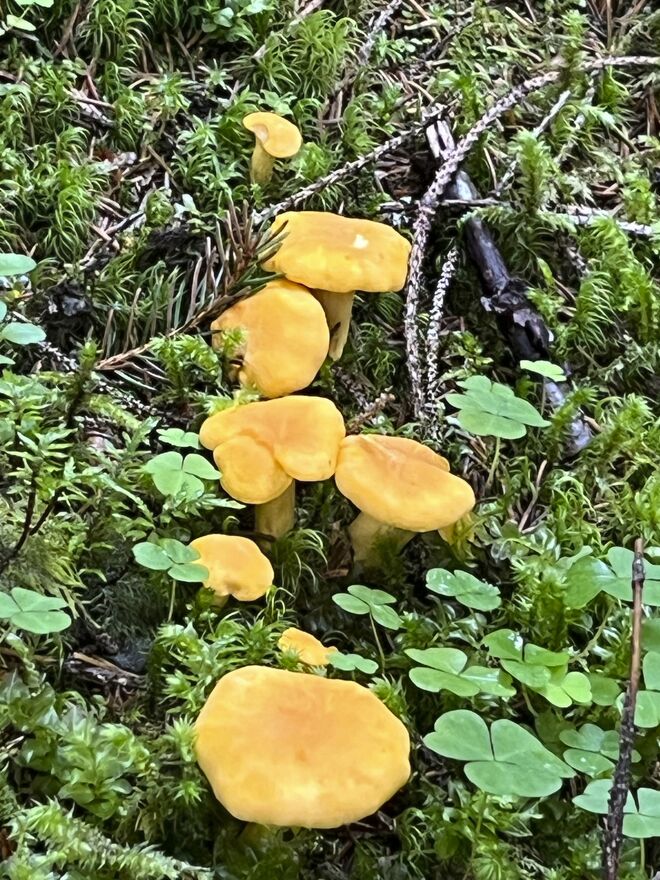 Die Schwammerl sprießen 