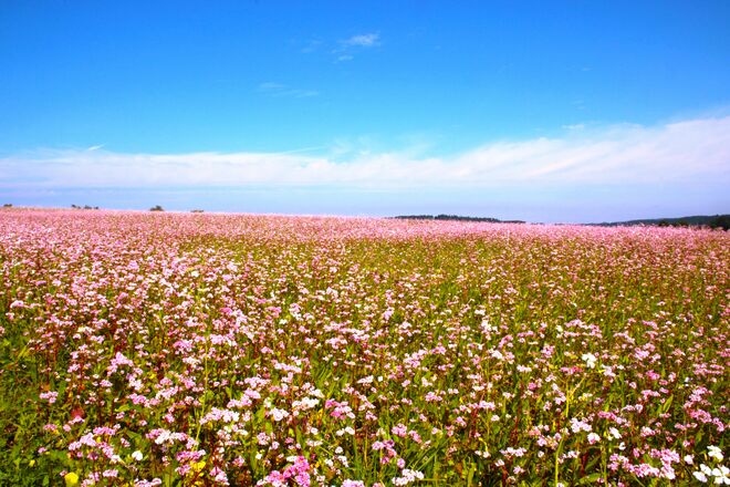 Ein Weg führte durch die Felder...... rechts rosa Blüten.....
