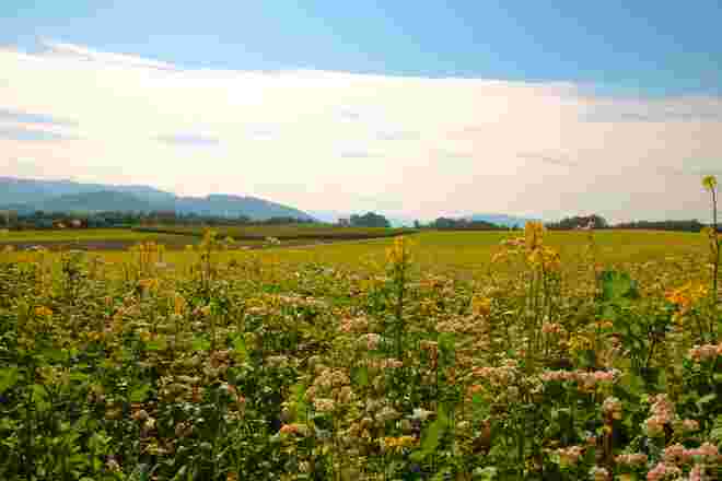 Ein Weg führte durch die Felder...... links gelbe Blüten.....