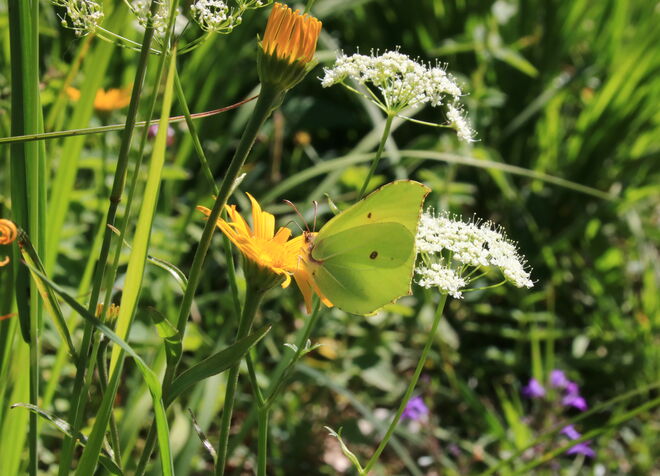 Blumenwiese und Zitronenfalter