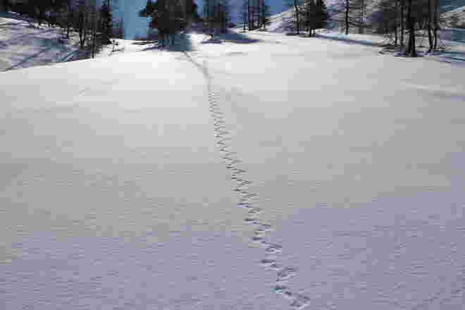 Spuren im Schnee