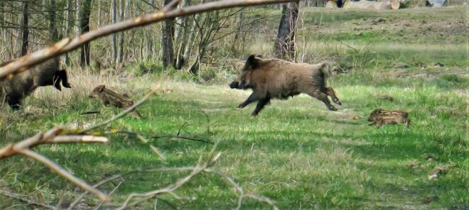 ...auch die Kleinen haben schon ein Tempo drauf