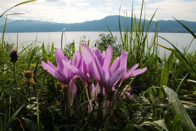 Herbstzeitlosen mit Ausblick