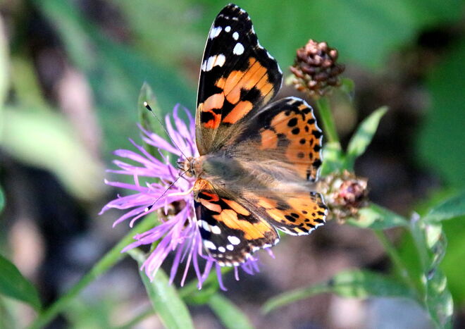 Distelfalter auf der Flockenblume