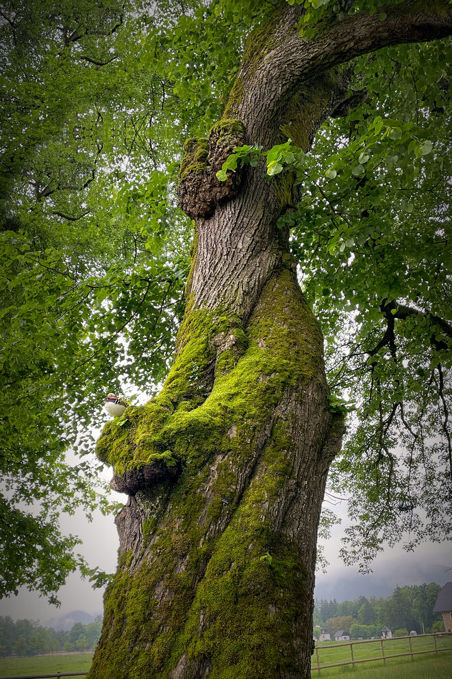 Hase ( Baum ) hält Mandarinente in seinen Händen