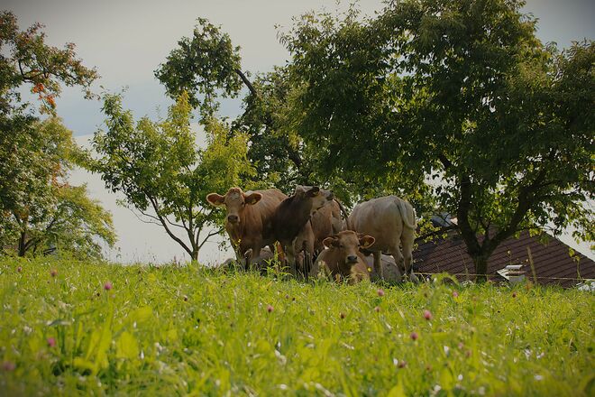Kälbchengarten am See