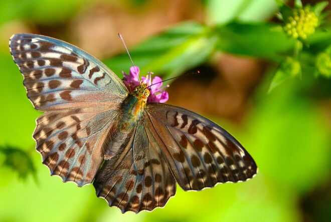 Botin des Hochsommers