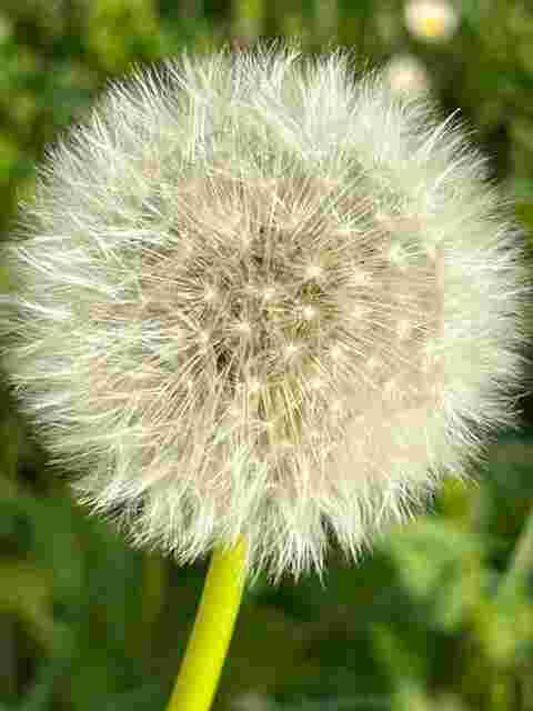 Im Sonnenlicht 