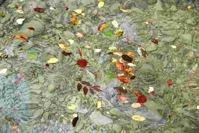 Buntes Herbstlaub mit Federchen
