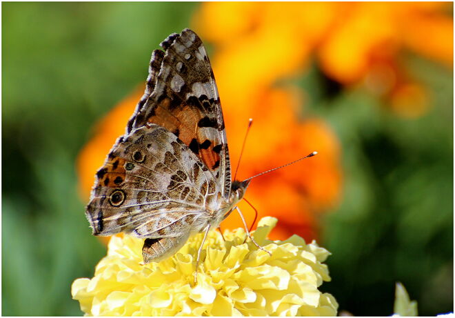* volltanken in Sommerfarben *