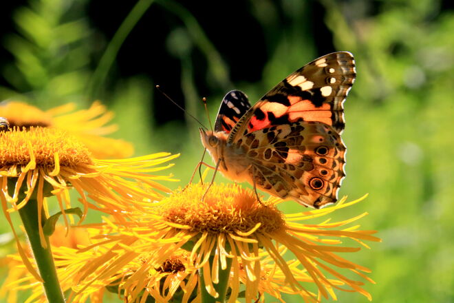 Es leuchten Alant und Distelfalter in der späten Sonne