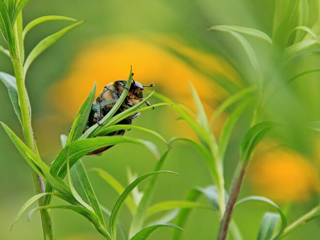 Ein Rosenkäfer auf Entdeckungsreise :-)