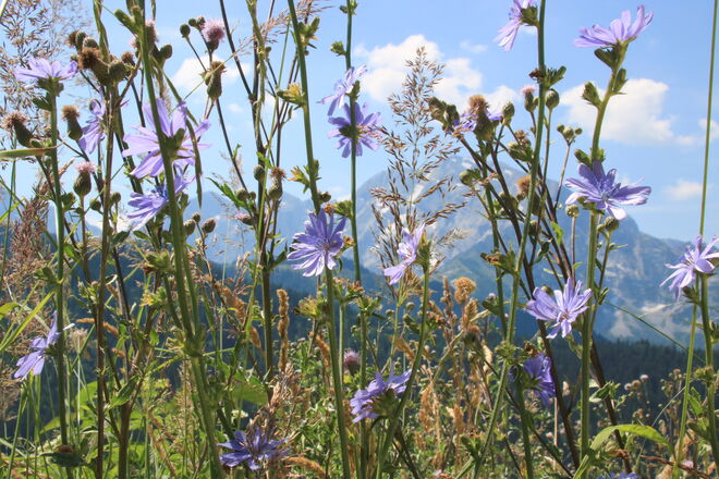Blüten der gemeinen Wegwarte am Wegesrand