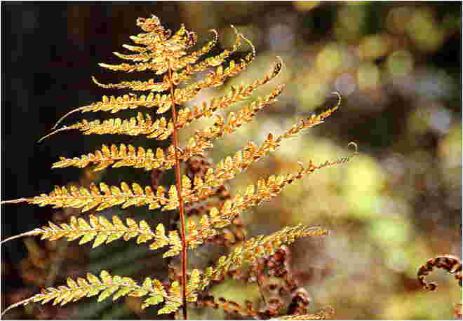 * das Herbstgold wächst im Wald *