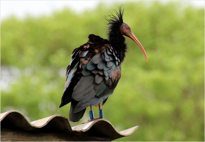 * Waldrappe 573 besuchte die Stadt *