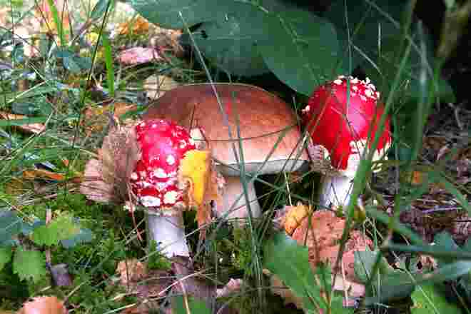 Glück und Freuden des Herbstes