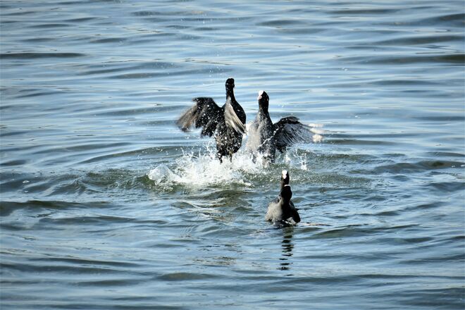 Blässhühner im Kampf