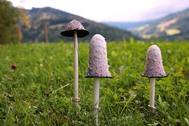 Tintlings-Familie