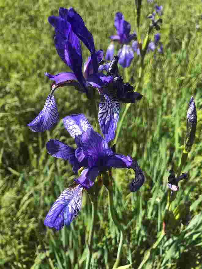 Verzauberung in blau