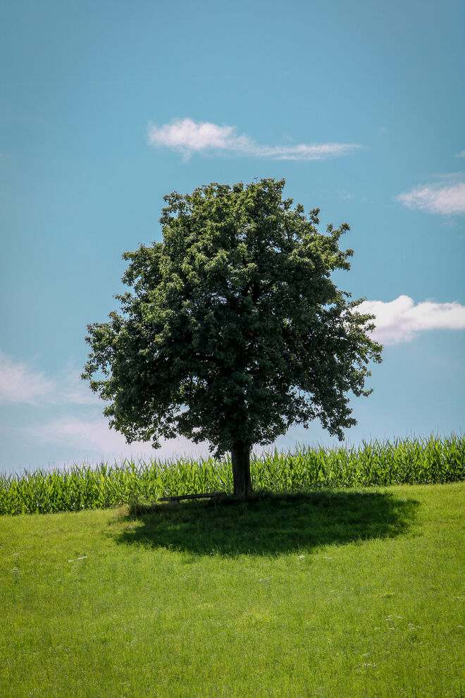 mein Lieblingsbaum....