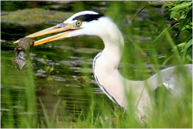 * keinen Appetit auf Fisch, heute lieber Ratte *