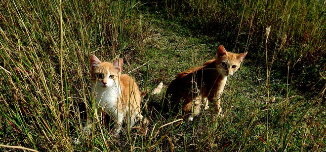 2 scheue, wilde Kätzchen