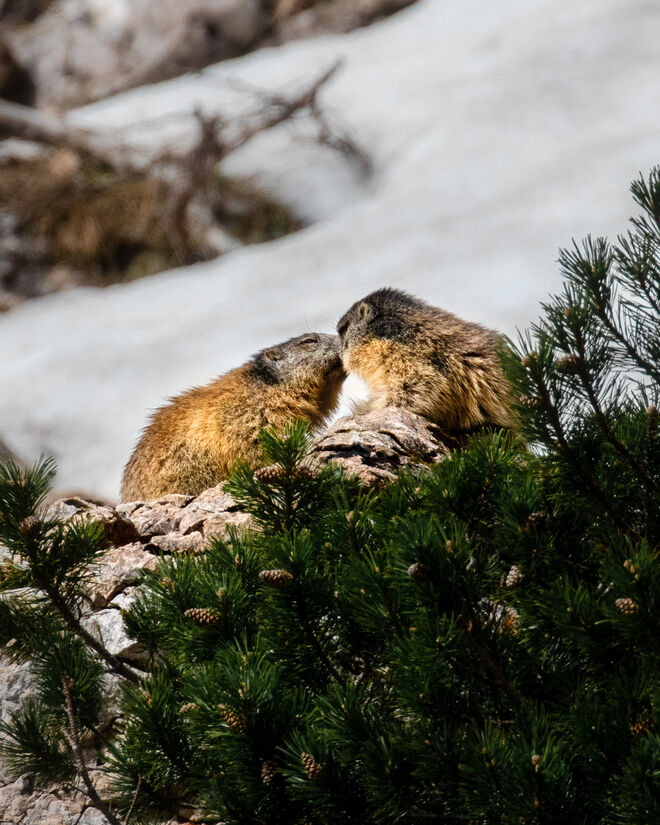 Romantik in der Tierwelt