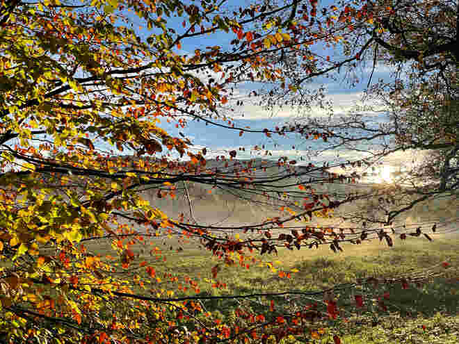 Novemberjalousie