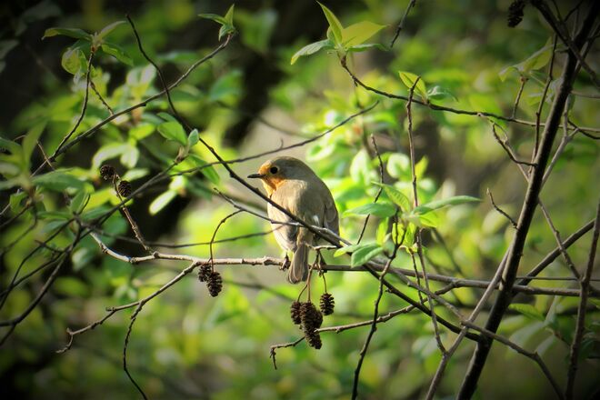 Rotkehlchen im zarten Blattgrün