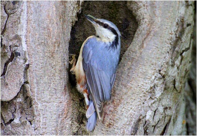 * die Wohnung im Kastanienbaum ist vergeben *