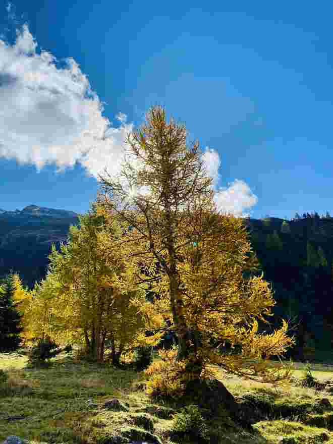 Goldener Herbst 