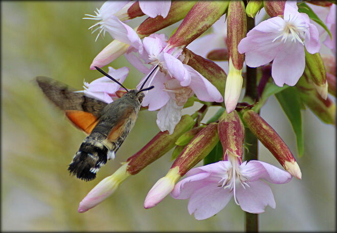 * eintauchen in den Sommer *