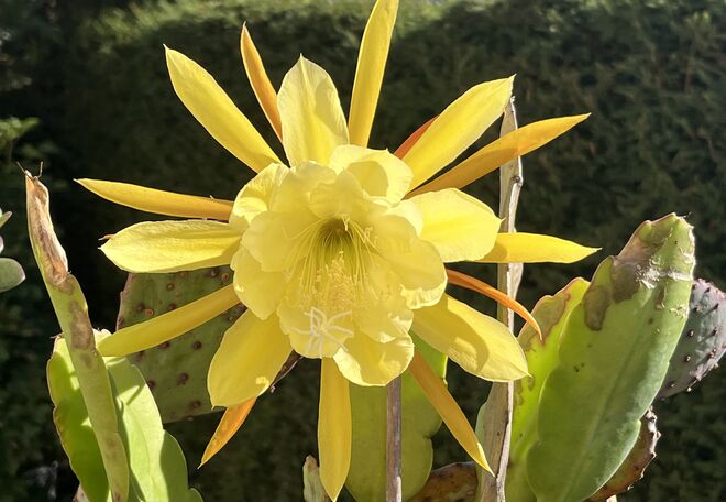 Sonne in Blütenform