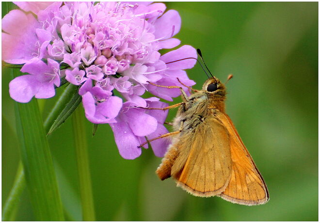 * Tankstelle mit vielen Zapfsäulen *