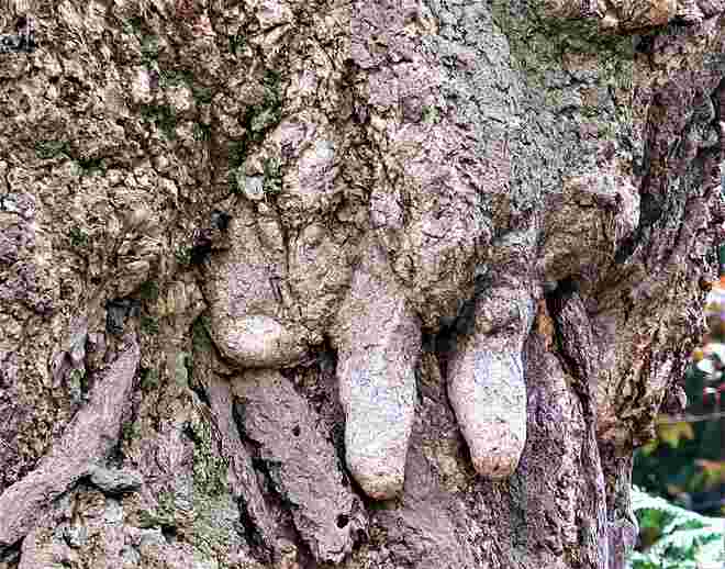 "Zweifingerbaum"