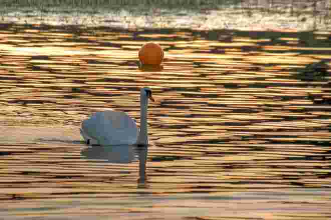Schwan im Licht der goldenen Abendsonne heute am Wallersee 