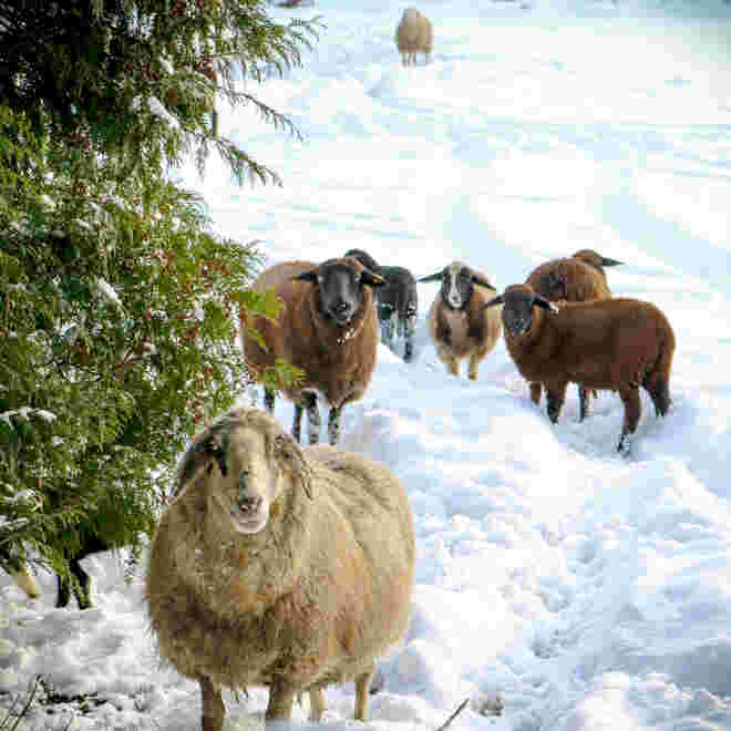 was ist da los, wo kommt der viele Schnee her...