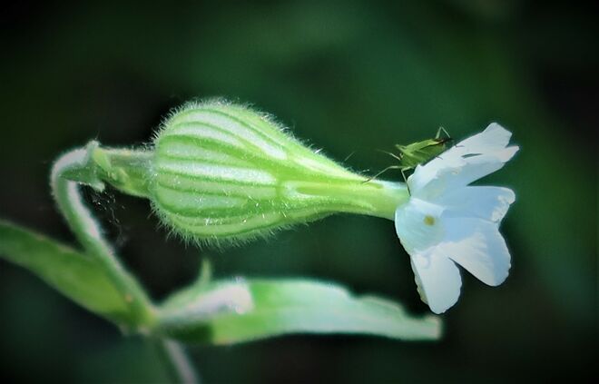 Mit grünem Passagier