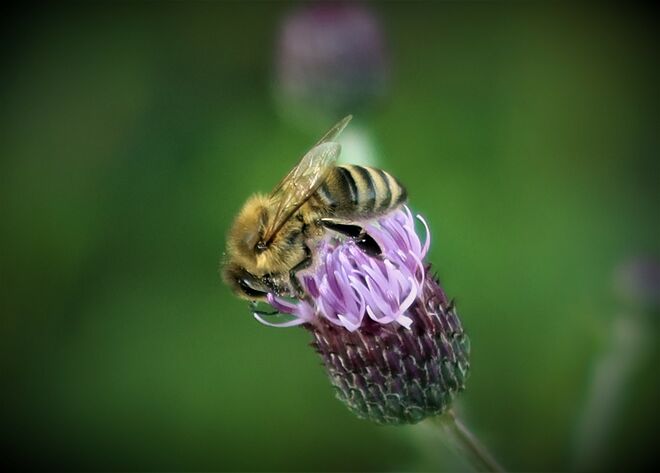 Geflügelte Begegnung
