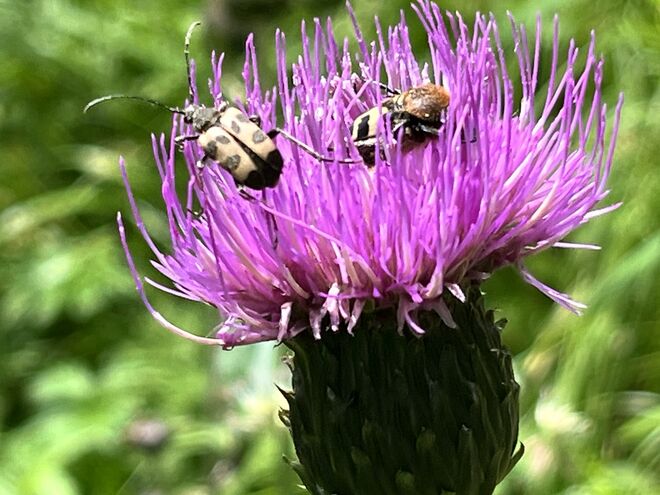 Judolia - gefleckter Blütenbock