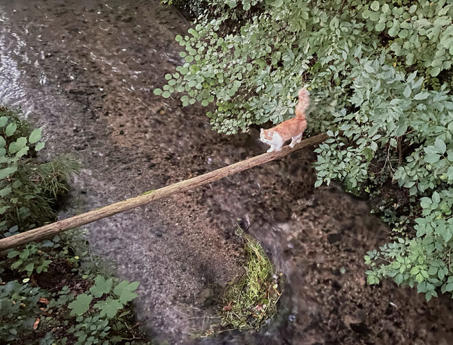 Katze am Morgen ......