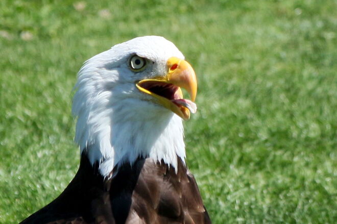 Auf der Burg Landskron.....